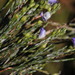 Psoralea aphylla - Photo (c) Tony Rebelo, algunos derechos reservados (CC BY-SA), uploaded by Tony Rebelo