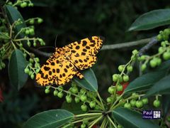 Epobeidia tigrata tigrata