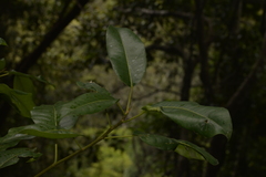 Ficus obliqua