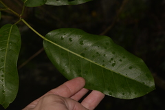 Ficus obliqua