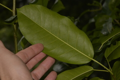 Ficus obliqua