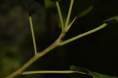 Ficus obliqua