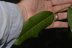 Ficus obliqua