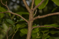 Ficus obliqua