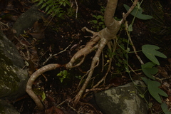 Ficus obliqua