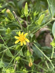 Trixis inula