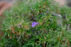 Aptosimum spinescens