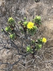 Haplopappus foliosus