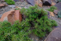 Aptosimum spinescens