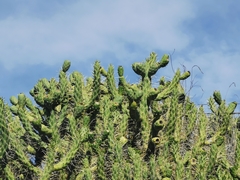 Austrocylindropuntia