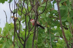 Estrilda astrild cavendishi