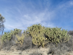 Austrocylindropuntia