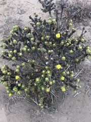 Haplopappus foliosus