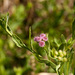 Dwarf Sage - Photo (c) i_c_riddell, some rights reserved (CC BY), uploaded by i_c_riddell