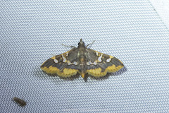 Prophantis
