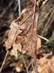 Neuroterus quercusbaccarum