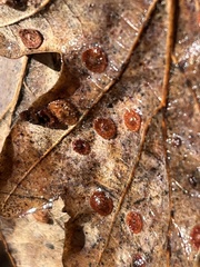 Neuroterus quercusbaccarum