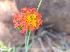 Lasiosiphon rubescens