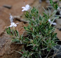 Barleria rigida