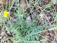 Lasiosiphon rubescens