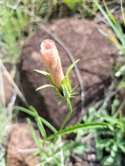 Hibiscus microcarpus