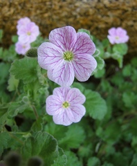 Erodium corsicum