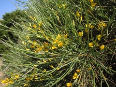 Genista ephedroides