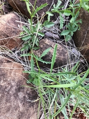 Hibiscus microcarpus