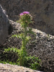 Carduus cephalanthus