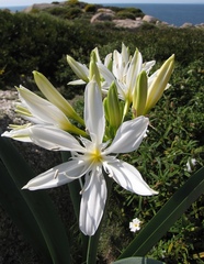 Pancratium illyricum