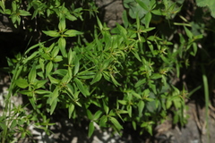 Galium valantioides