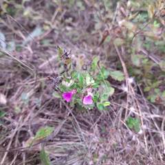 Teucrium chamaedrys nuchense