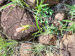 Hibiscus microcarpus