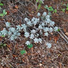 Odontarrhena obtusifolia