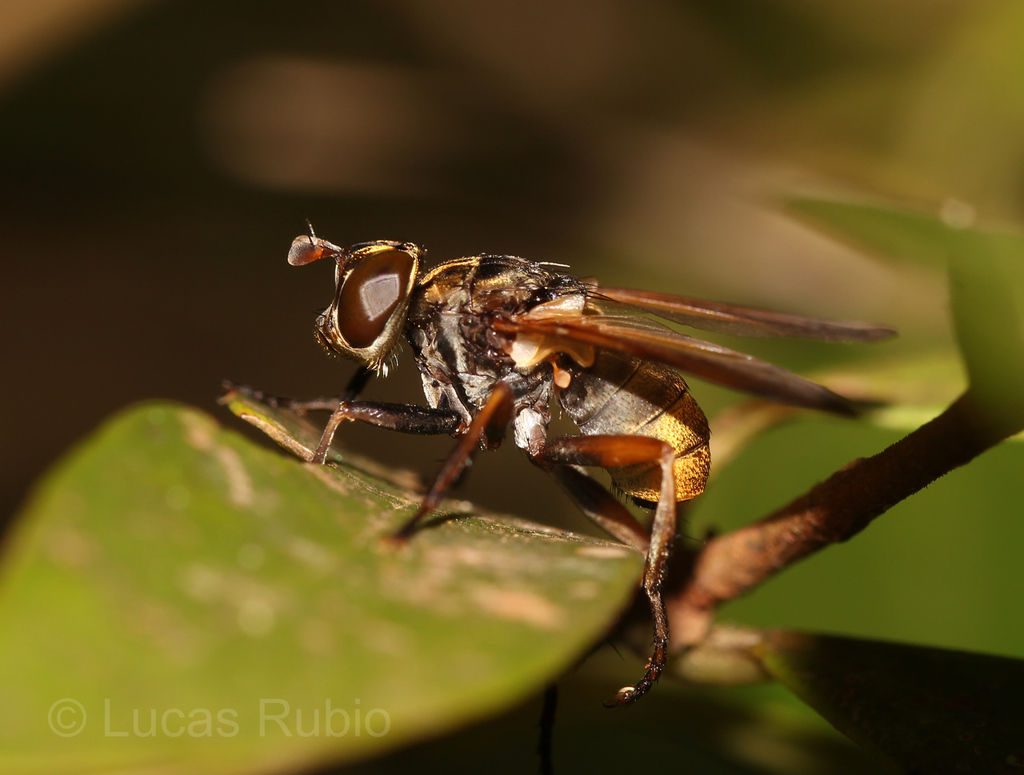 Trichopoda sabroskyi