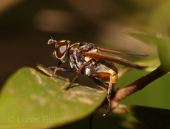 Trichopoda sabroskyi