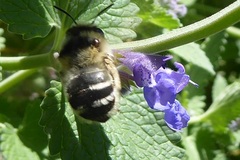 Anthophora aestivalis