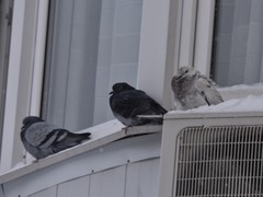 Columba livia domestica