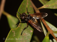 Trichopoda sabroskyi