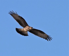 Rostrhamus sociabilis image