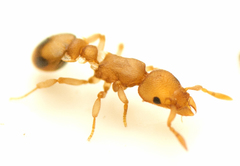 Colobostruma biconvexa