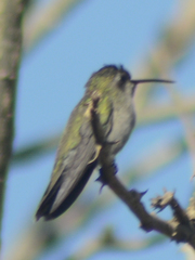Phaeoptila sordida