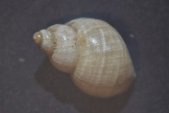 Galba truncatula