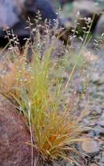 Eragrostis nindensis