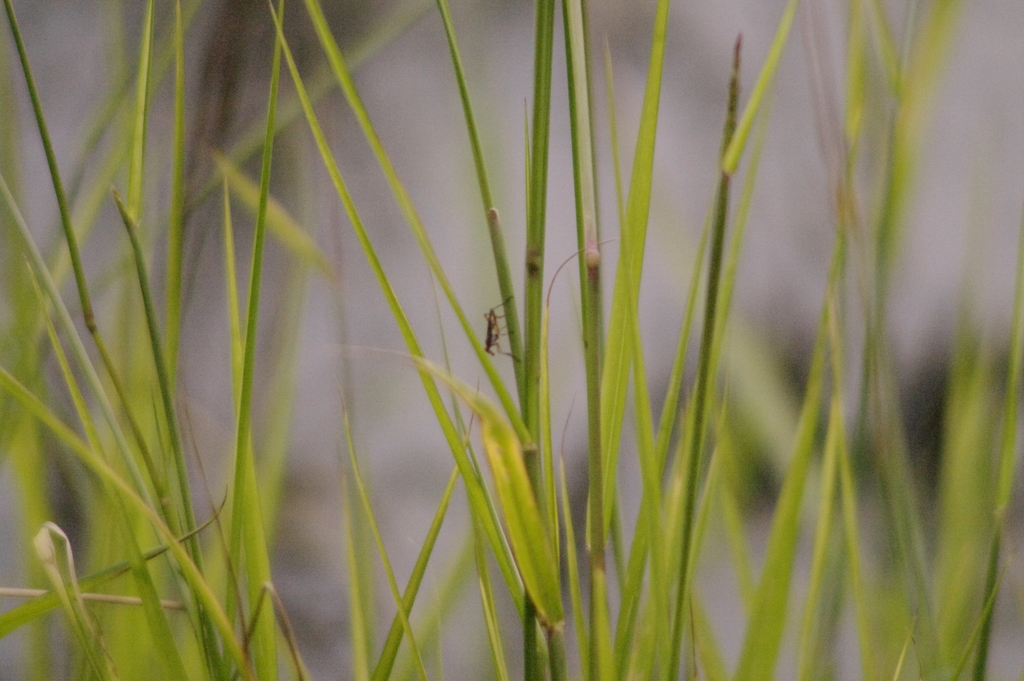 Liverfluke Snail Predator Fly