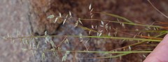 Eragrostis nindensis