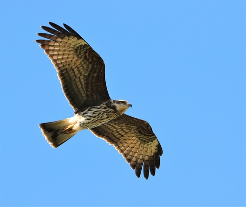 Rostrhamus sociabilis image