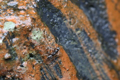 Formicoidea