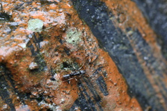 Formicoidea