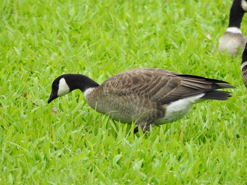Branta canadensis observed 2021-12-30